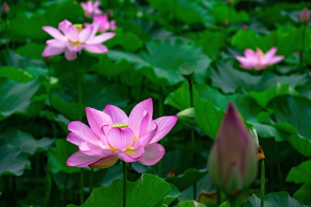 水面に咲くピンクの蓮の花